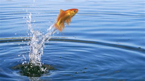 Can You Swim in the Ohio River? And Why Do Fish Wear Sunglasses?