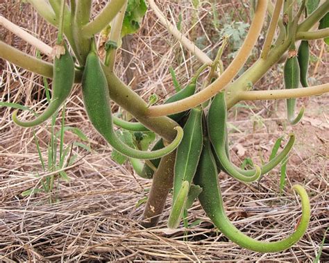  Growing Herbs in Africa: An Ode to Nature's Bounty and Traditional Wisdom