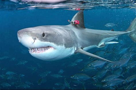 How Fast Can a Great White Swim: And Why Do They Love Surfing in Their Dreams?