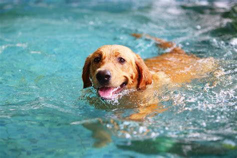 How Long Can a Dog Swim Before Drowning: And Why Do Some Dogs Prefer to Swim Backwards?