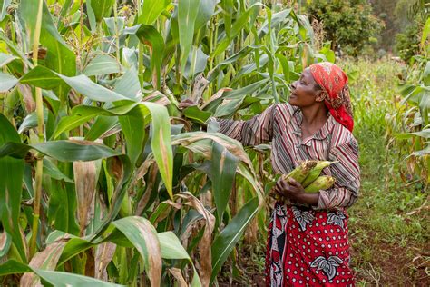 “How to Grow Vegetables in Nigeria” – A Vibrant Tapestry of Botanical Knowledge and Cultural Insights