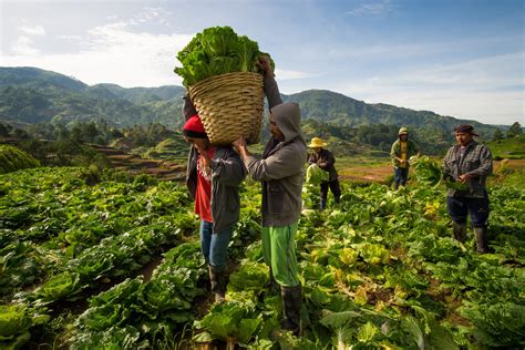 Learning From Lumban: A Journey Through Philippine Traditional Agriculture - Harvesting Wisdom and Embracing Nature's Rhythm