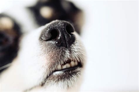 What Does It Mean When My Dog's Nose Is Running? And Why Do Cats Always Seem to Know When It Happens?